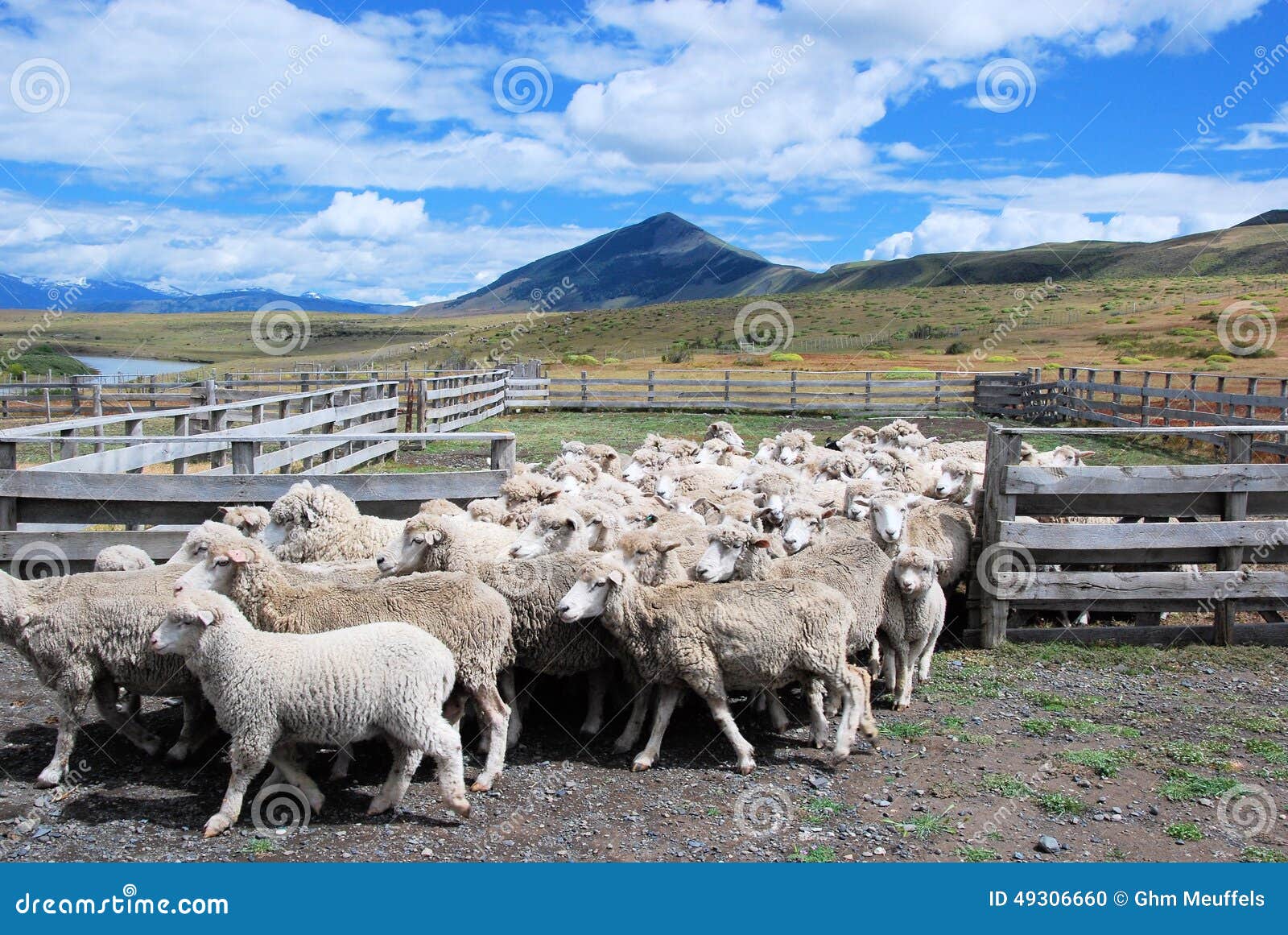 sheep farming in patagonian estancia chili with landscape, clouds sheeps walking out of fence